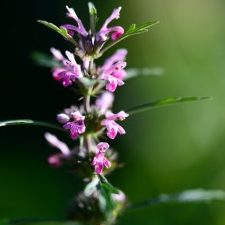 Agripalma Leonurus Cardiaca Descubre Los Beneficios Ocultos De Sus Hojas