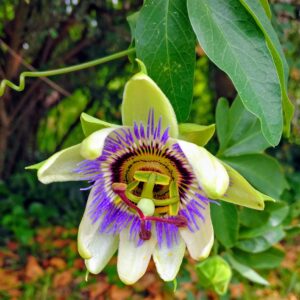 Como Puede La Passiflora Incarnata L Mejorar Tu Salud Y Bienestar