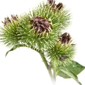 Cuales Son Los Beneficios De La Bardana Raiz Arctium Lappa Para La Salud