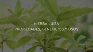 Cuales Son Los Beneficios De La Hierbaluisa Hojas Lippia Citriodora Para La Salud