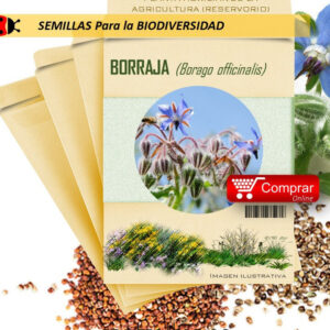 Cuales Son Los Beneficios Y Usos De La Borraja Hoja Borago Officinalis