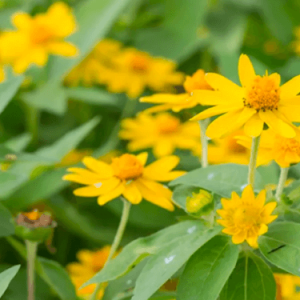 Cuales Son Los Beneficios Y Usos Del Arnica Arnica Montana