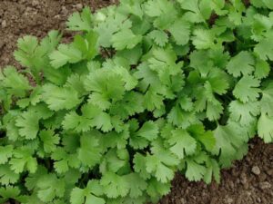 Cuales Son Los Increibles Beneficios Del Cilantro Coriandrum Sativum Para Tu Salud