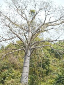 Descubre El Poder Oculto De Los Escaramujos Los Superfrutos De La Naturaleza