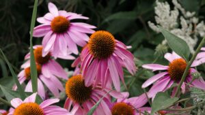 Descubre La Echinacea Purpurea Maravillas De La Equinacea Planta