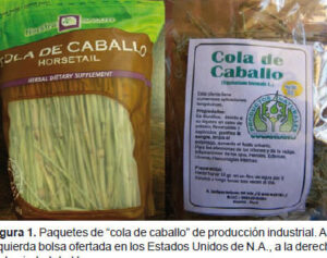 Descubre Los Secretos De La Cola De Caballo Equisetum Arvense