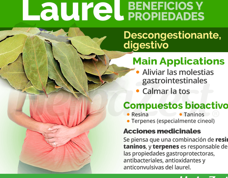 Descubriendo Las Propiedades Y Usos Del Laurel Hoja Laurus Nobilis En Su Cocina Y Salud