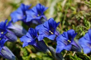 Descubriendo Los Beneficios Y Usos De La Genciana Raiz Gentiana Lutea L