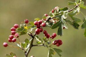 Descubriendo Los Secretos Del Espino Blanco O Albar Beneficios De Su Flor Y Hojas Crataegus Monogyna