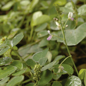 Desmodium Adscendens El Poder Oculto De Esta Hierba Milagrosa