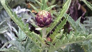 Hojas De Alcachofera Cynara Scolymus Tesoros Verdes Para Tu Bienestar