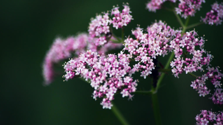 valeriana