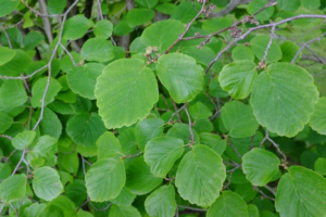 Hoja de Hamamelis (Hamamelis Virginiana)