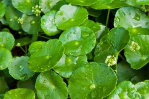 Centella Asiática