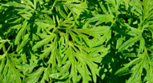 Artemisa (Artemisia Annua)