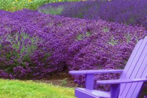 La Esencia Y Vigor Naturales De La Lavanda Explorando Las Variedades Lavandula Hybrida Y Lavanda Angustifolia