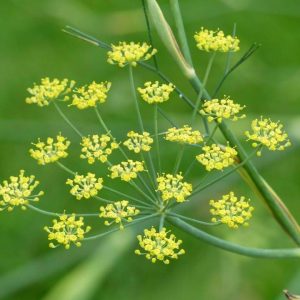 Que Beneficios Oculta La Semilla De Anis Verde Pimpinella Anisum