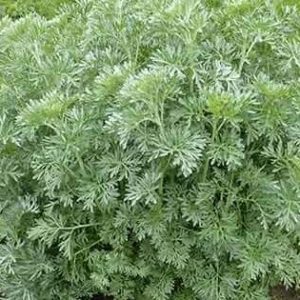 Que Beneficios Oculta La Sumidad Florida De Ajenjo Artemisia Absinthium