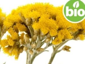 Que Es El Helicriso O Sol De Oro Helichrysum Italicum O Arenarium Y Cuales Son Sus Beneficios