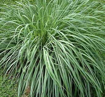 Que Es La Citronela O Lemongrass Cymbopogon Citratus Y Por Que Deberias Cultivarla