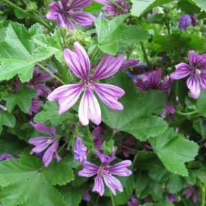 Que Secretos Oculta La Malva Flor Real Entera Malva Sylvestris