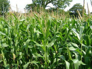 Que Son Los Estigmas De Maiz Zea Mays Y Como Afectan A La Hierba