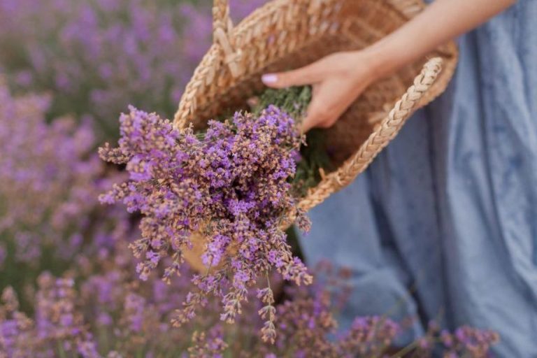 Refresca Tu Dia Con La Magia De La Lavanda Rocio Relajante De Aromaterapia